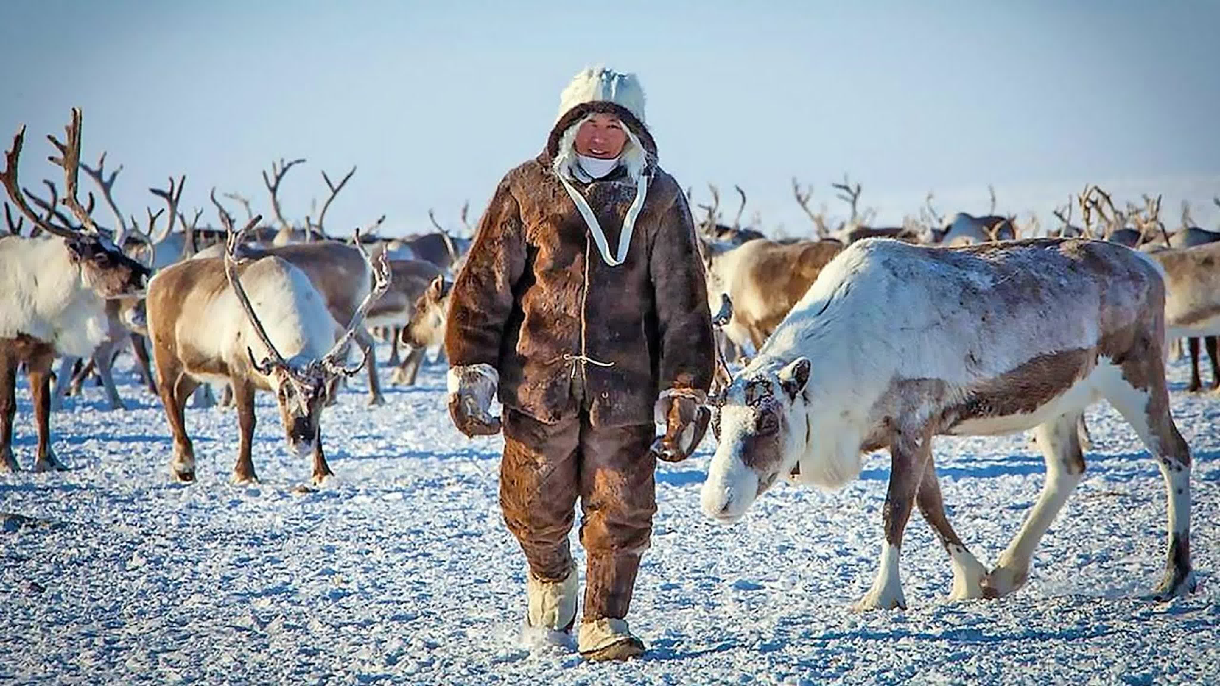 Оленеводство в Якутии