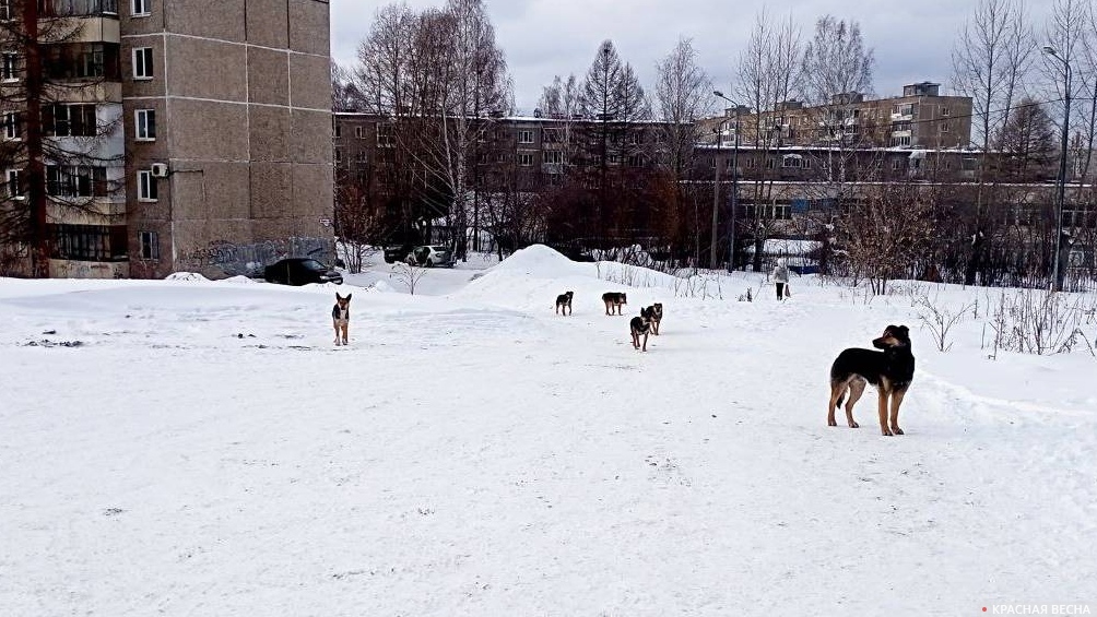 Стая бродячих собак. Нижний Тагил