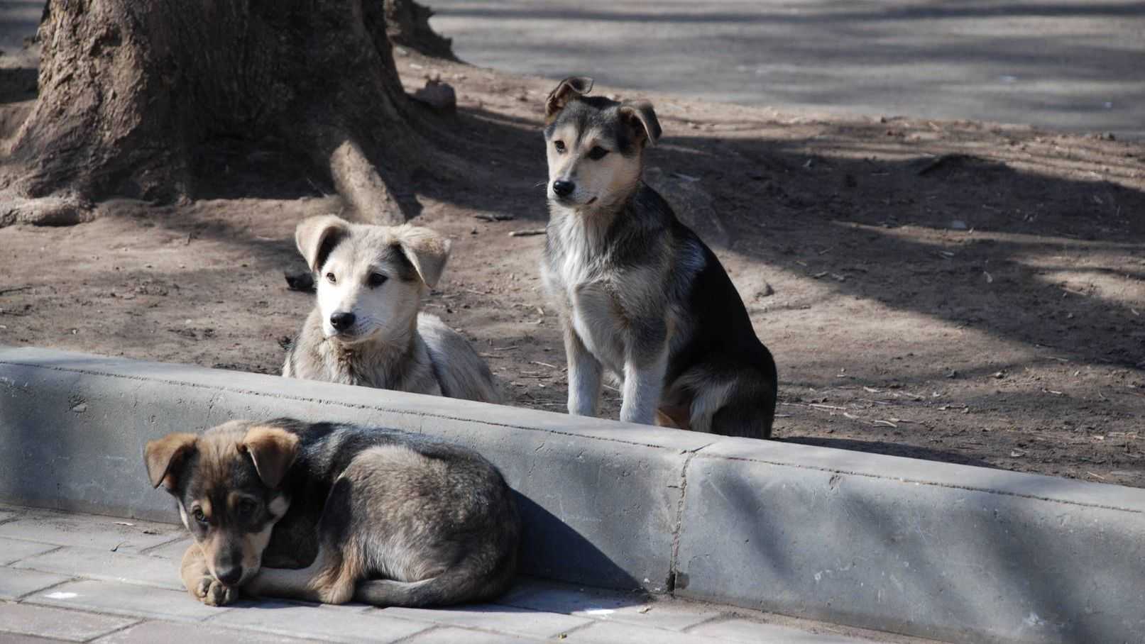 Собаки