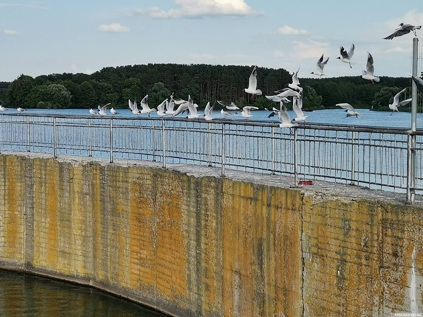 Чайки. Дамба Воронежского водохранилища 