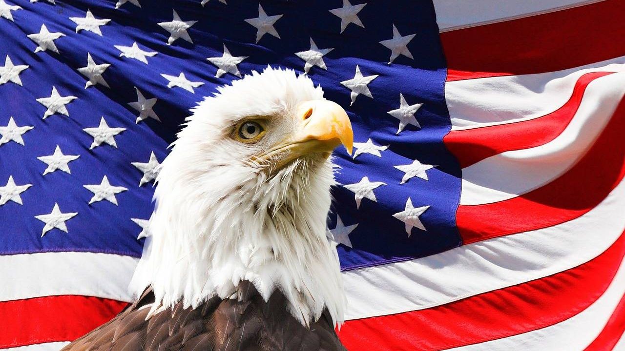 Белоголовый орлан на фоне флага США