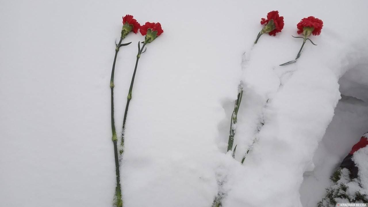 Гвоздики на снегу