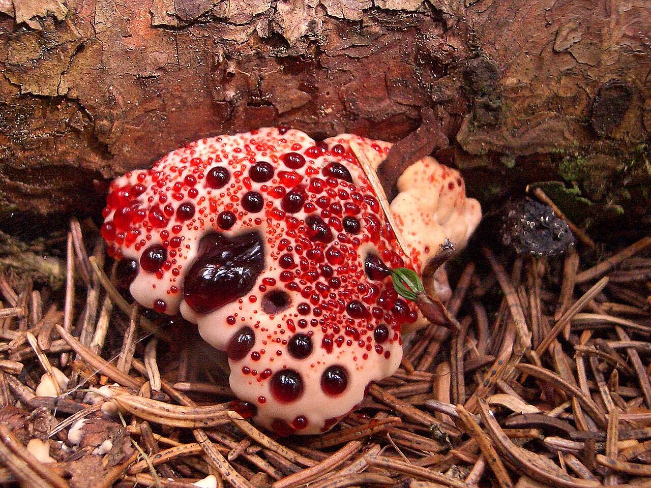 Гриб Гиднеллум Пека, или «кровавый зуб» (Hydnellum peckii)