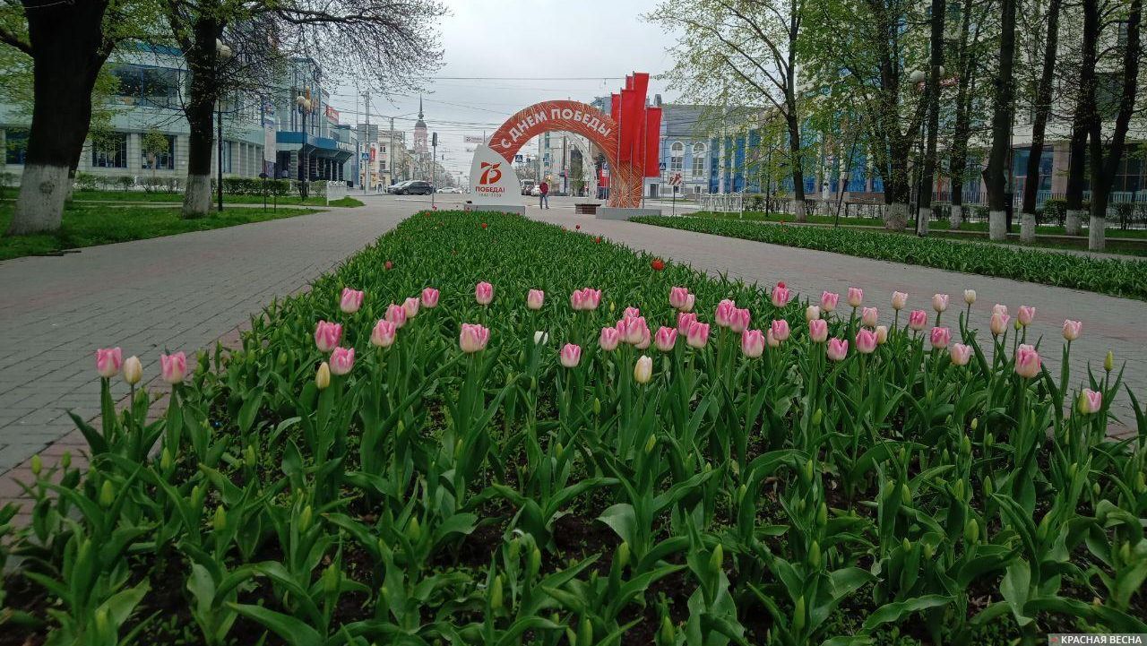 Тюльпаны в сквере Мира. Калуга