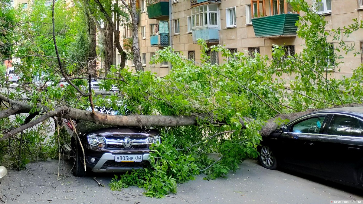 Дерево, упавшее на автомобили