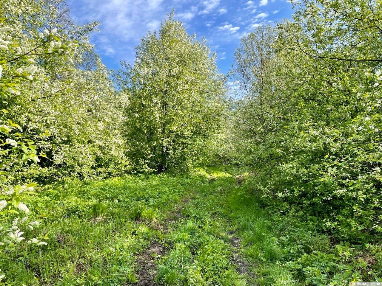 Нижегородская область, пейзаж возле реки Сережа.