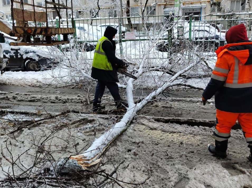 Уборка упавшего дерева