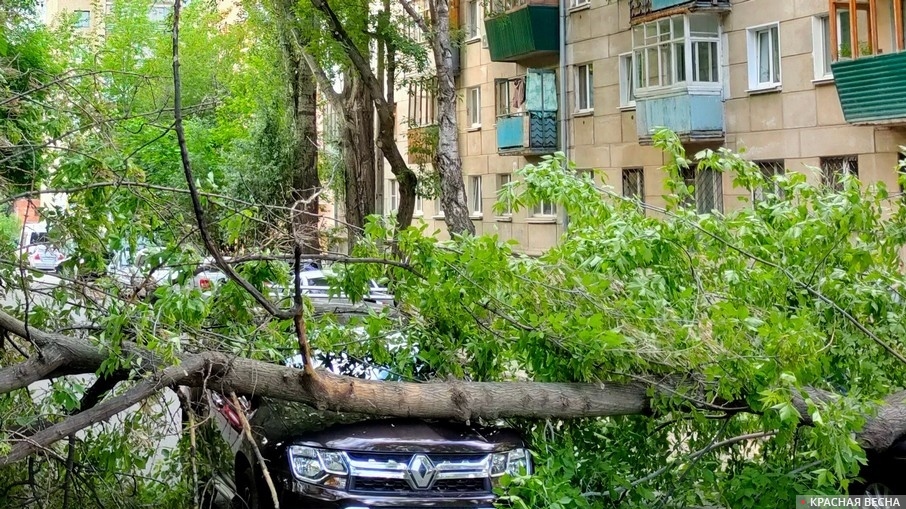 Упавшее дерево