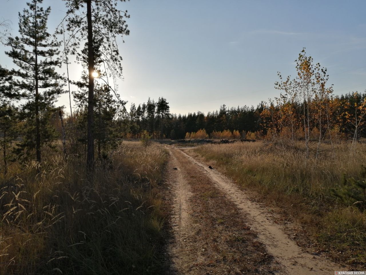 Дорога вдоль леса. Воронеж