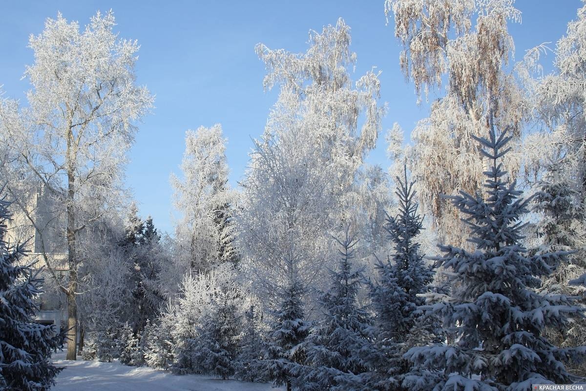 Деревья в снегу