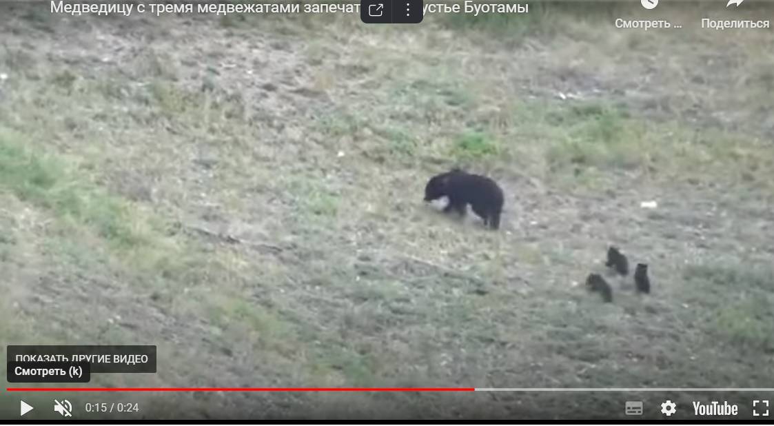 Цитата из видео «Медведицу с тремя медвежатами запечатлели на устье Буотамы. 07.06.2023». ЯСИА. ysia.ru