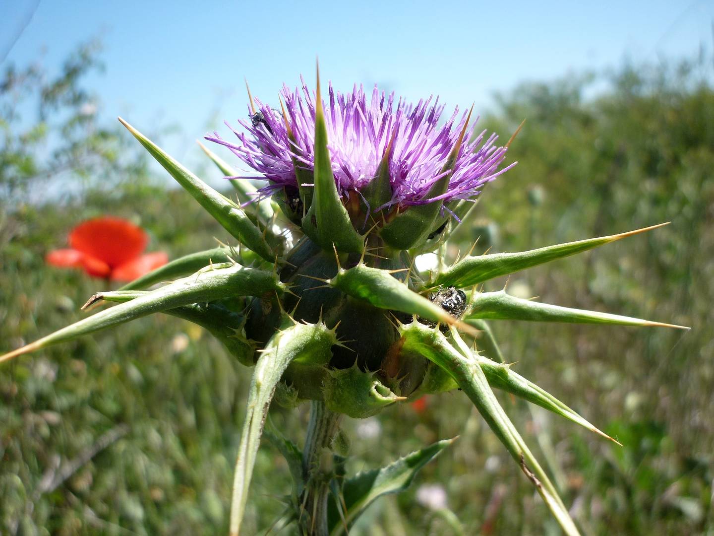 Расторопша пятнистая (Silybum marianum)