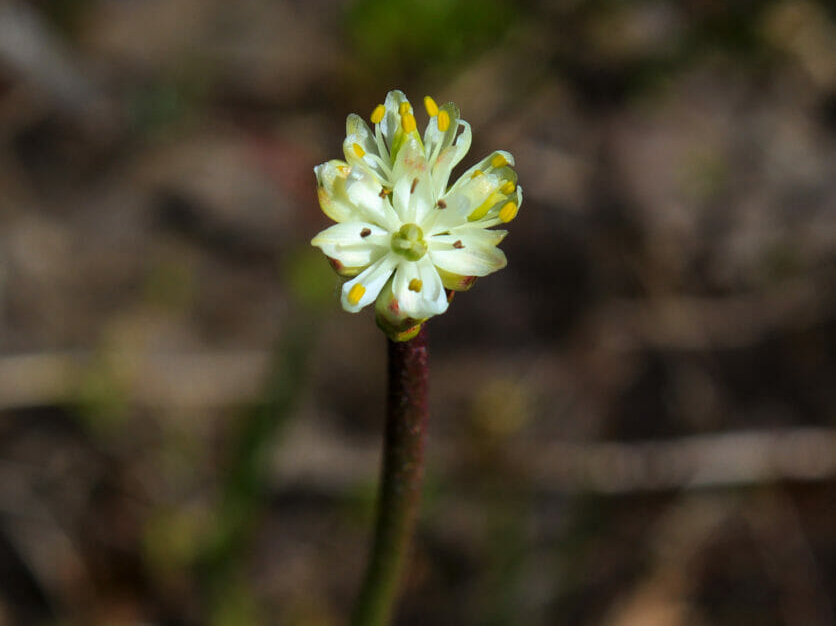 Triantha occidentalis