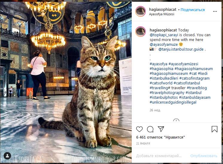 Скиншот страницы кошки Гли в Instagram