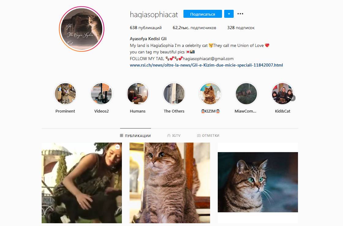 Скиншот страницы кошки Гли в Instagram