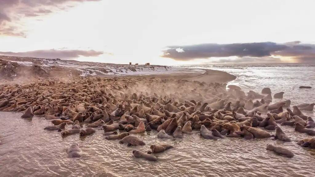 Атлантические моржи