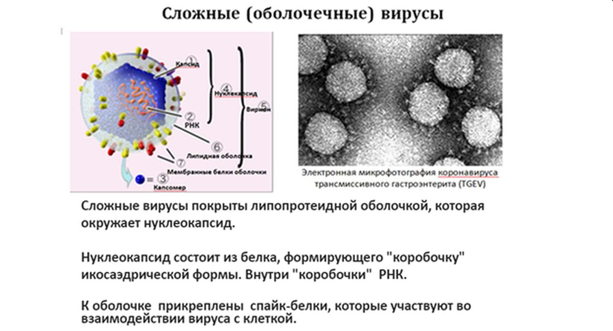 Сложные (оболочечные) вирусы