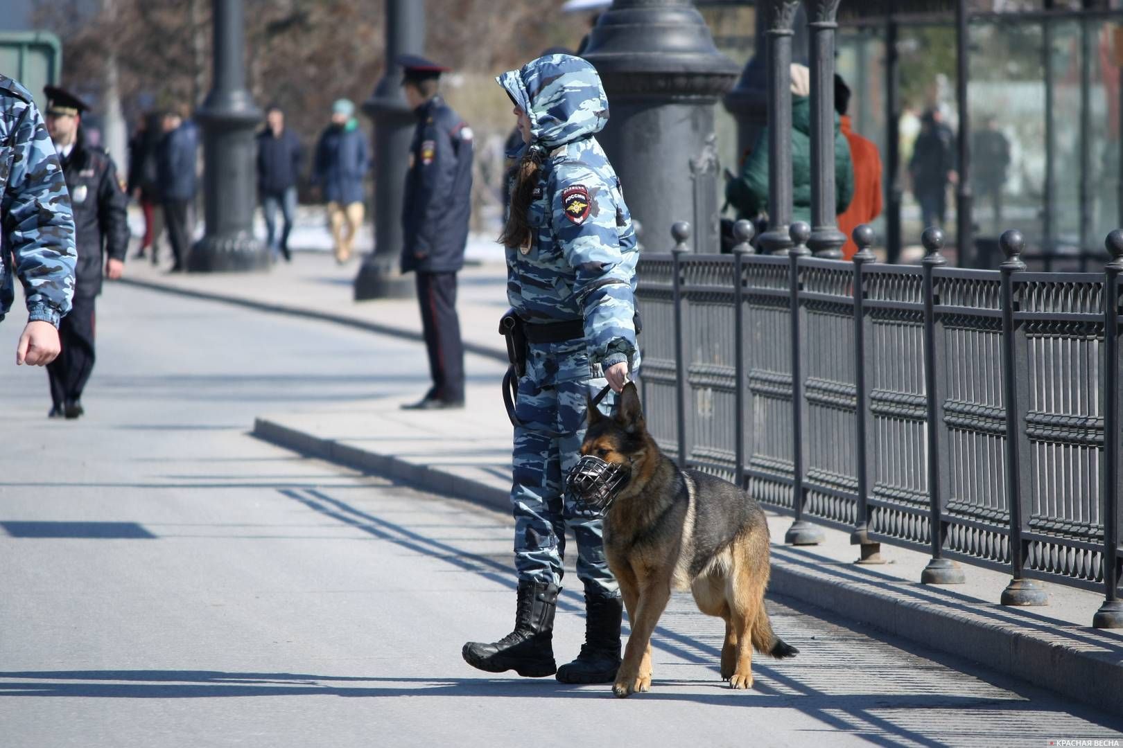 Полиция с собакой