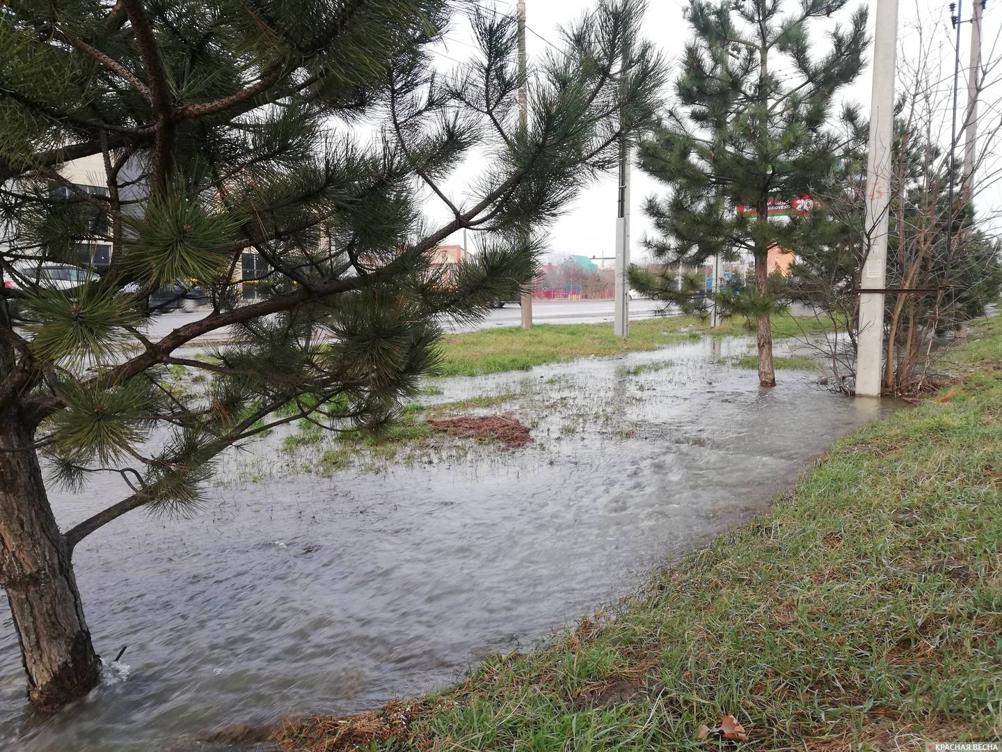 Деревья в воде