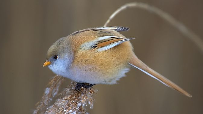 Усатая синица