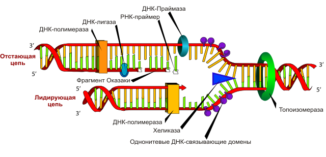 Репликация ДНК