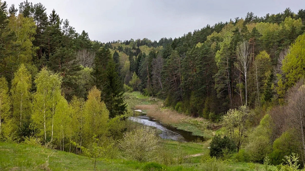 Красный лес (Роминтеновская пуща). Калининградская область