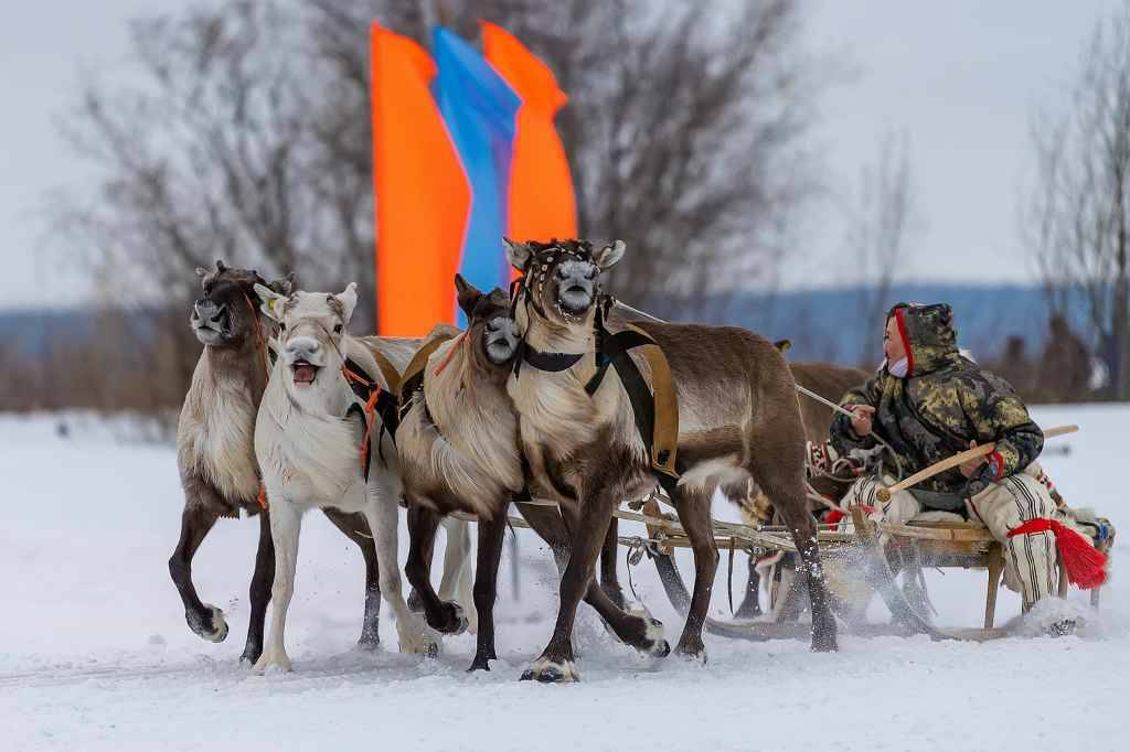 Упряжка на старте