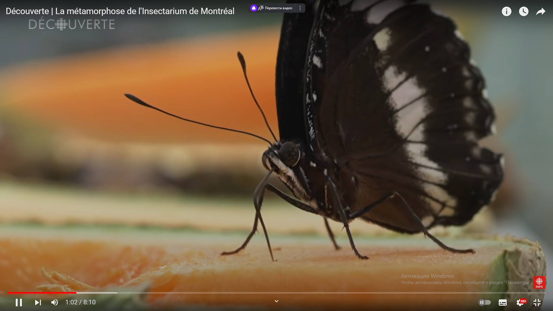 Цитата из видео «Découverte | La métamorphose de l’Insectarium de Montréal» пользователя Radio-Canada, youtube.com