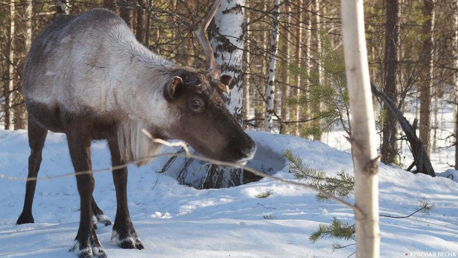 Северный олень