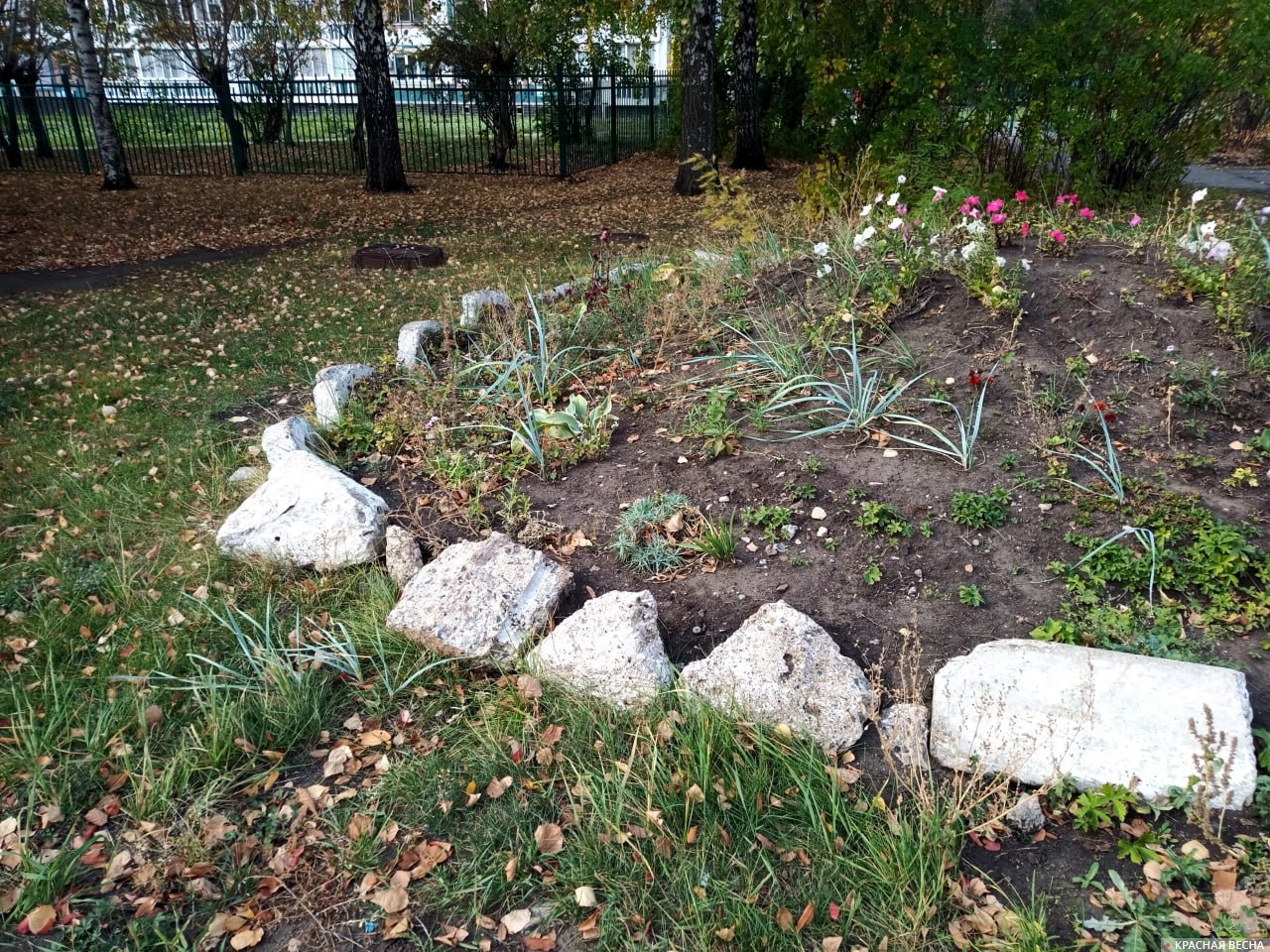 Клумба в школьном дворе.