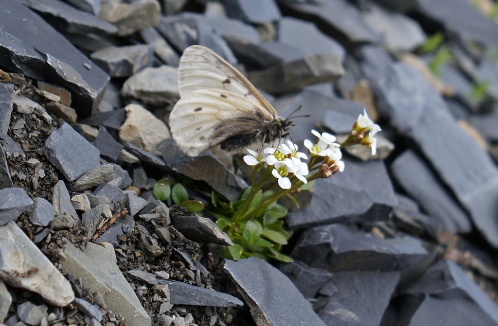 Бабочка P. arcticus shavlovi (male) on the flower of Smelowskiajacutica