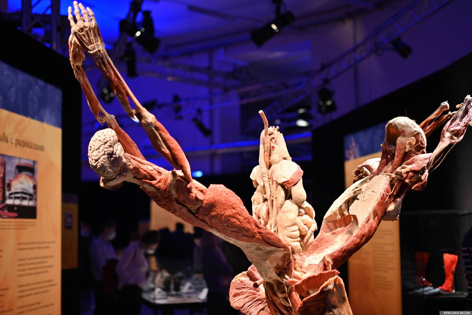 Выставка Body worlds. Мир тела. 