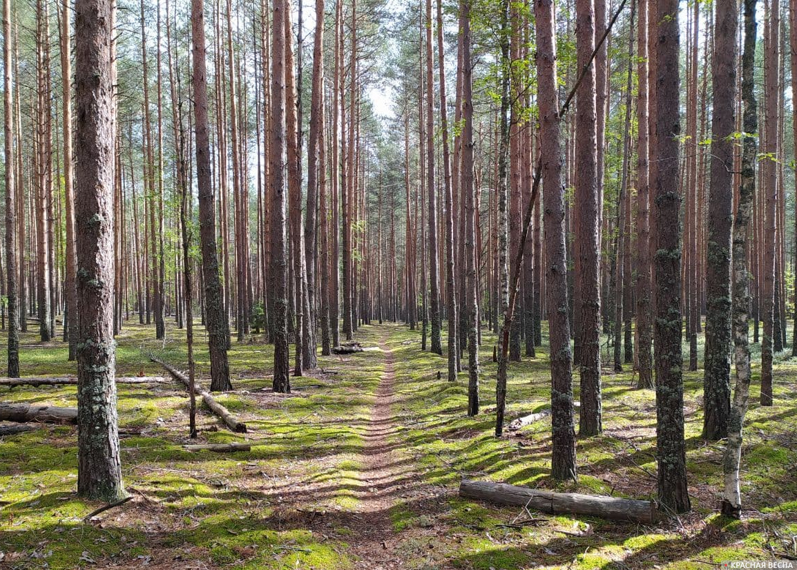 Тропинка в лесу