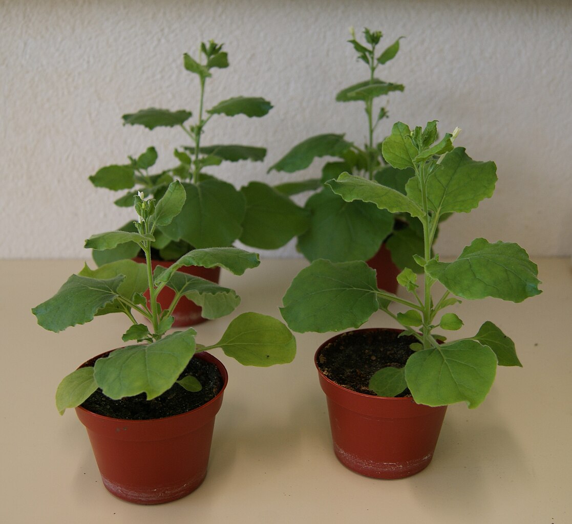 Nicotiana benthamiana