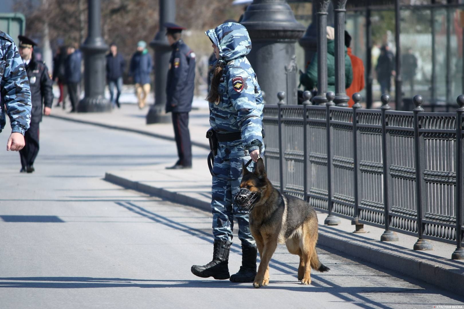 Розыск. Полиция с собакой