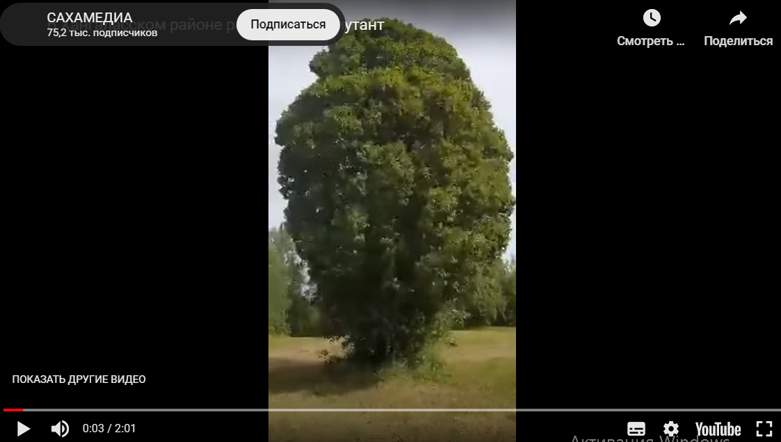 Цитата из видео «Береза мутант растет в Хангаласском улусе Якутии. 3.08.2023». ЯСИА. ysia.ru