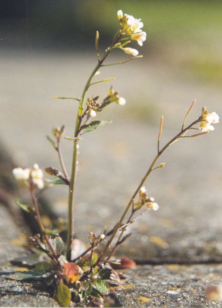 Arabidopsis thaliana