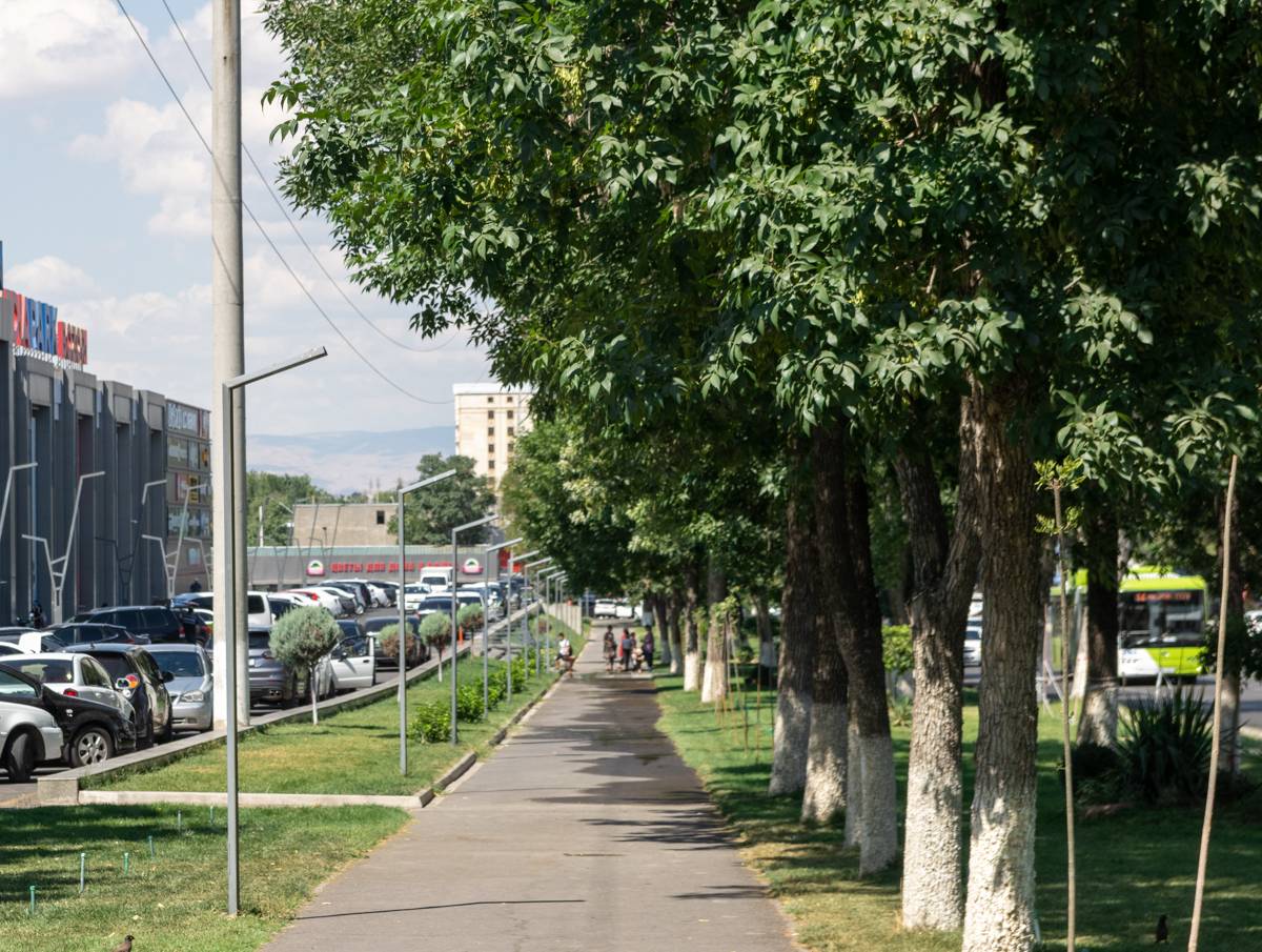 Слева — свежепосаженные деревца, справа — аллея старых ясеней.