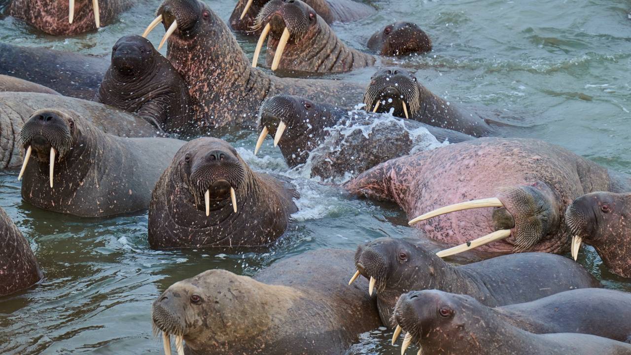 Атлантический моржи