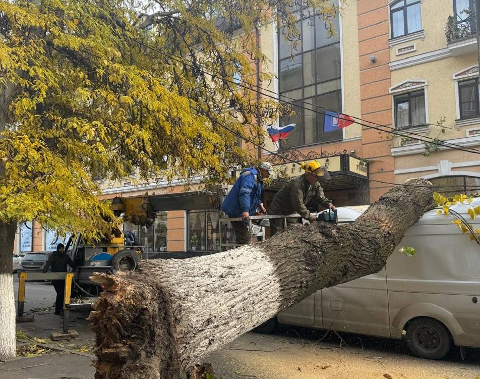 Упавшее дерево