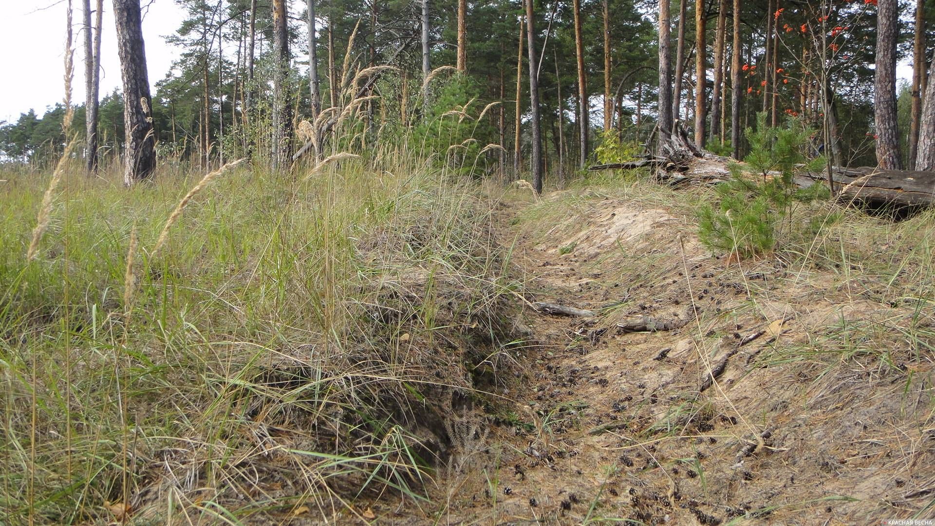 Противопожарная пропашка в лесу