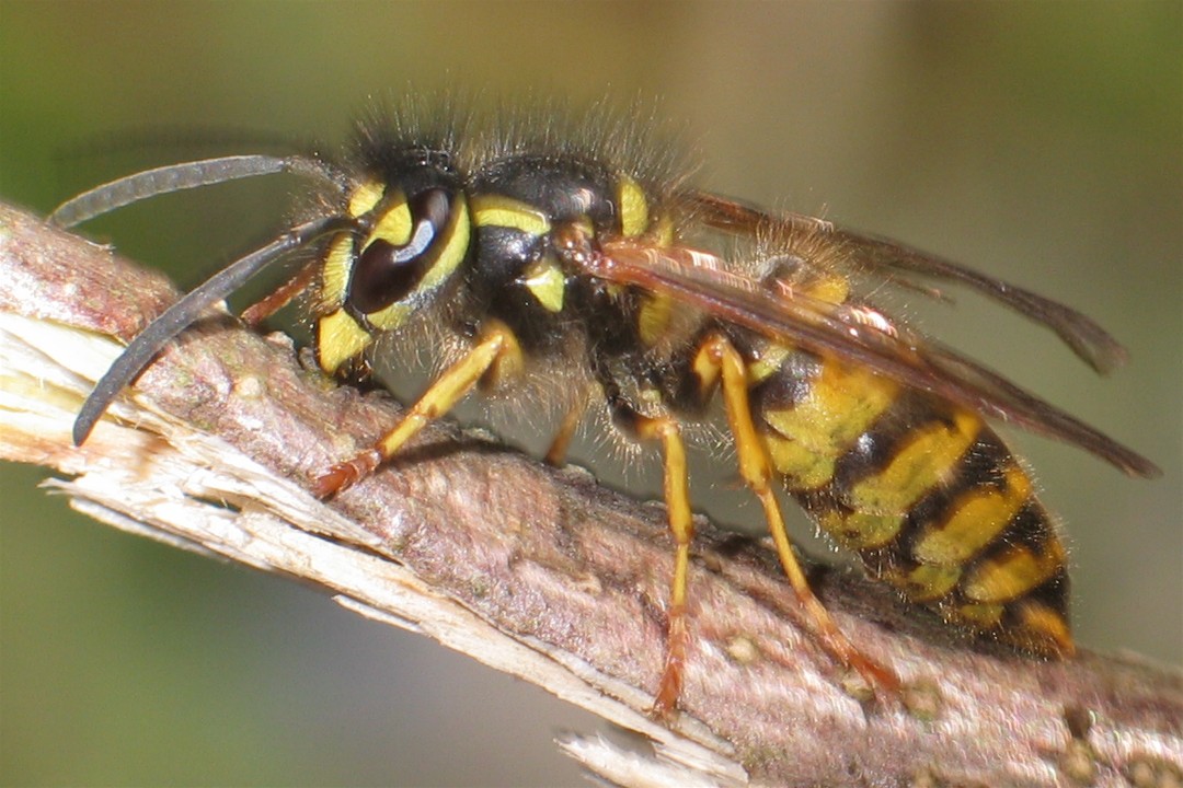 Оса обыкновенная Vespula vulgaris