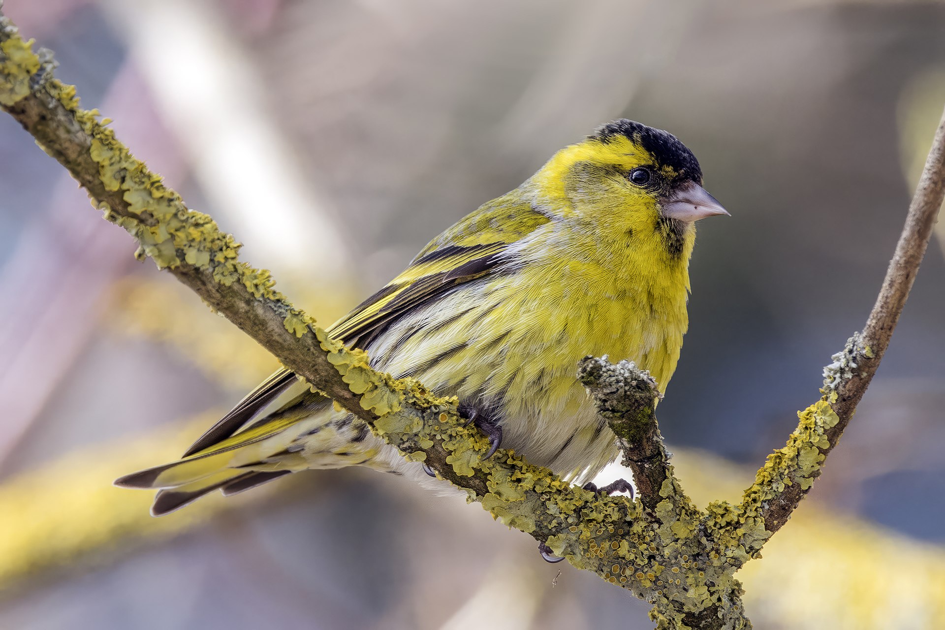 Самец чижа (Spinus spinus)