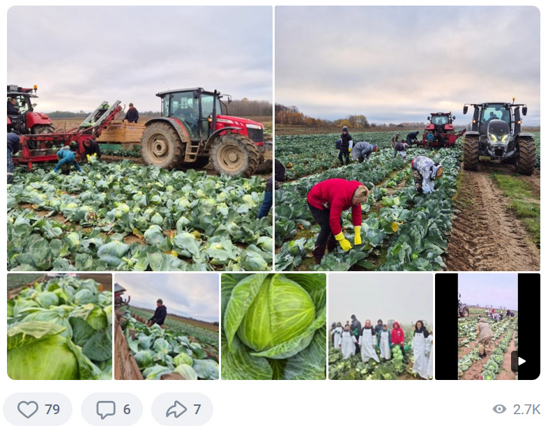 Уборка урожая в сельхозкооперативе «Наш продукт» (Калининградская область)