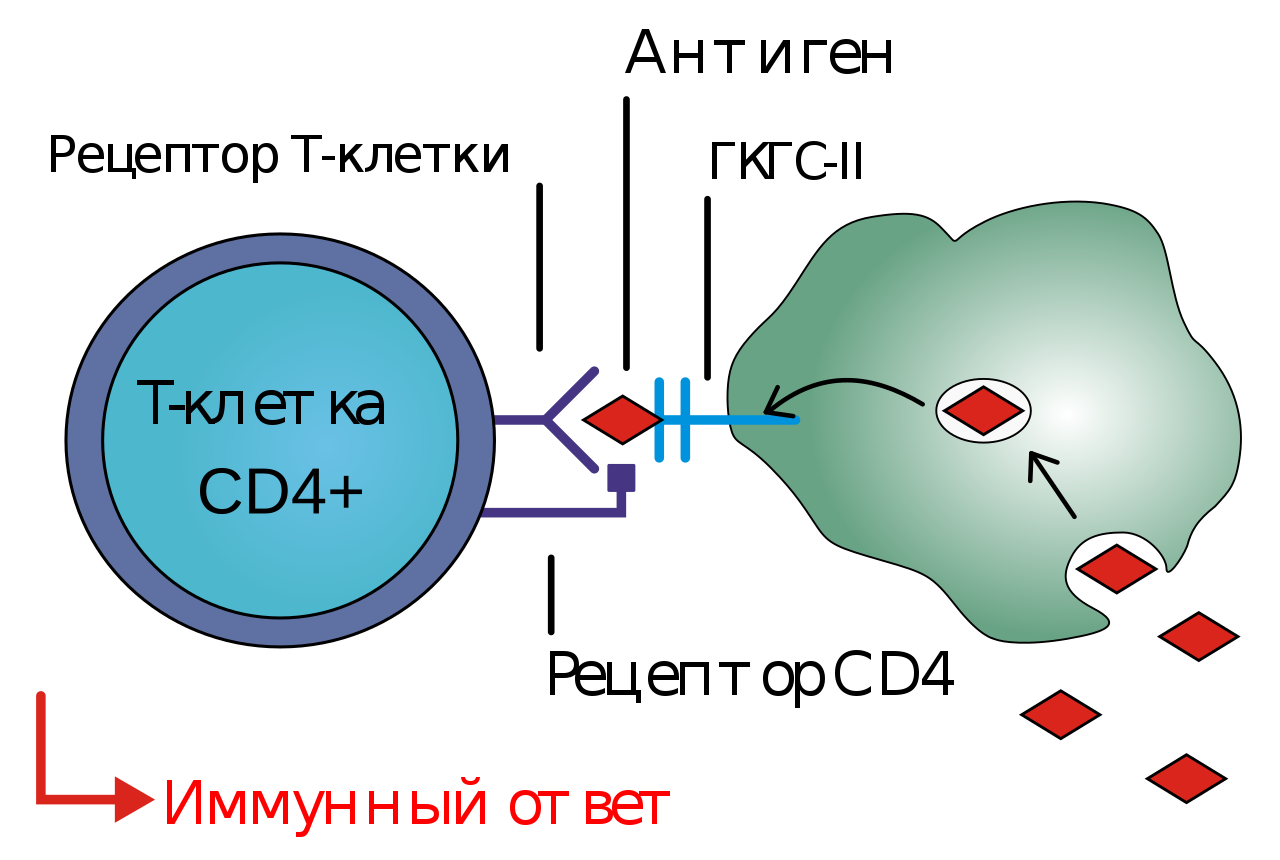 Т- клетка