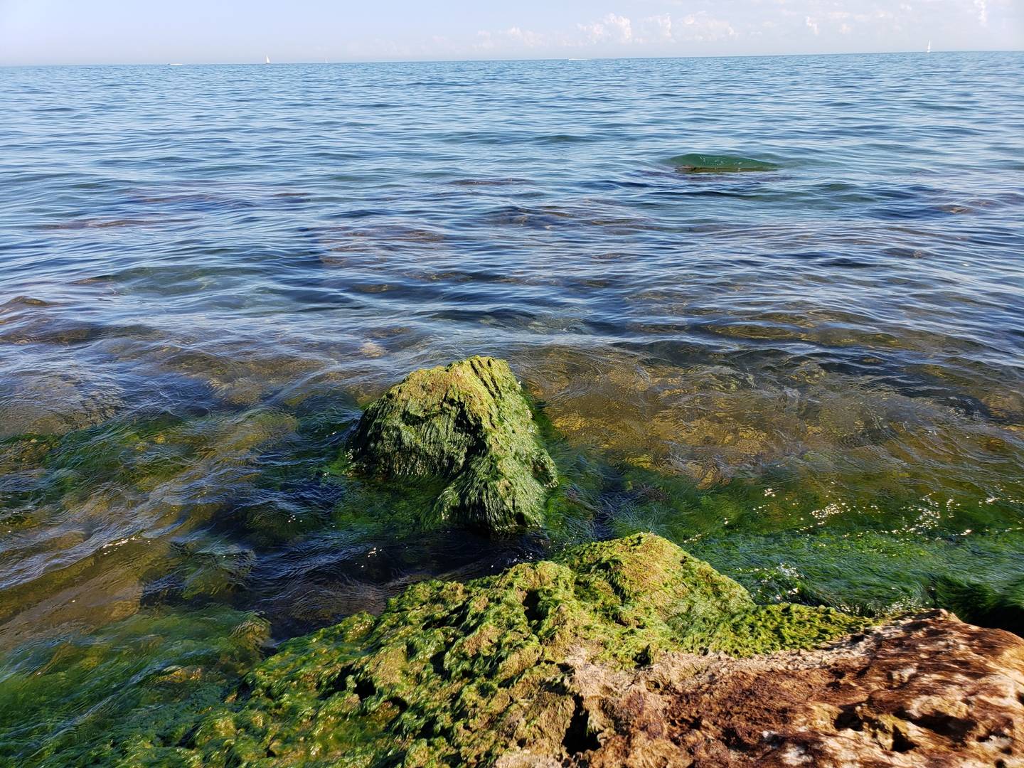 Скалы с водорослями в воде