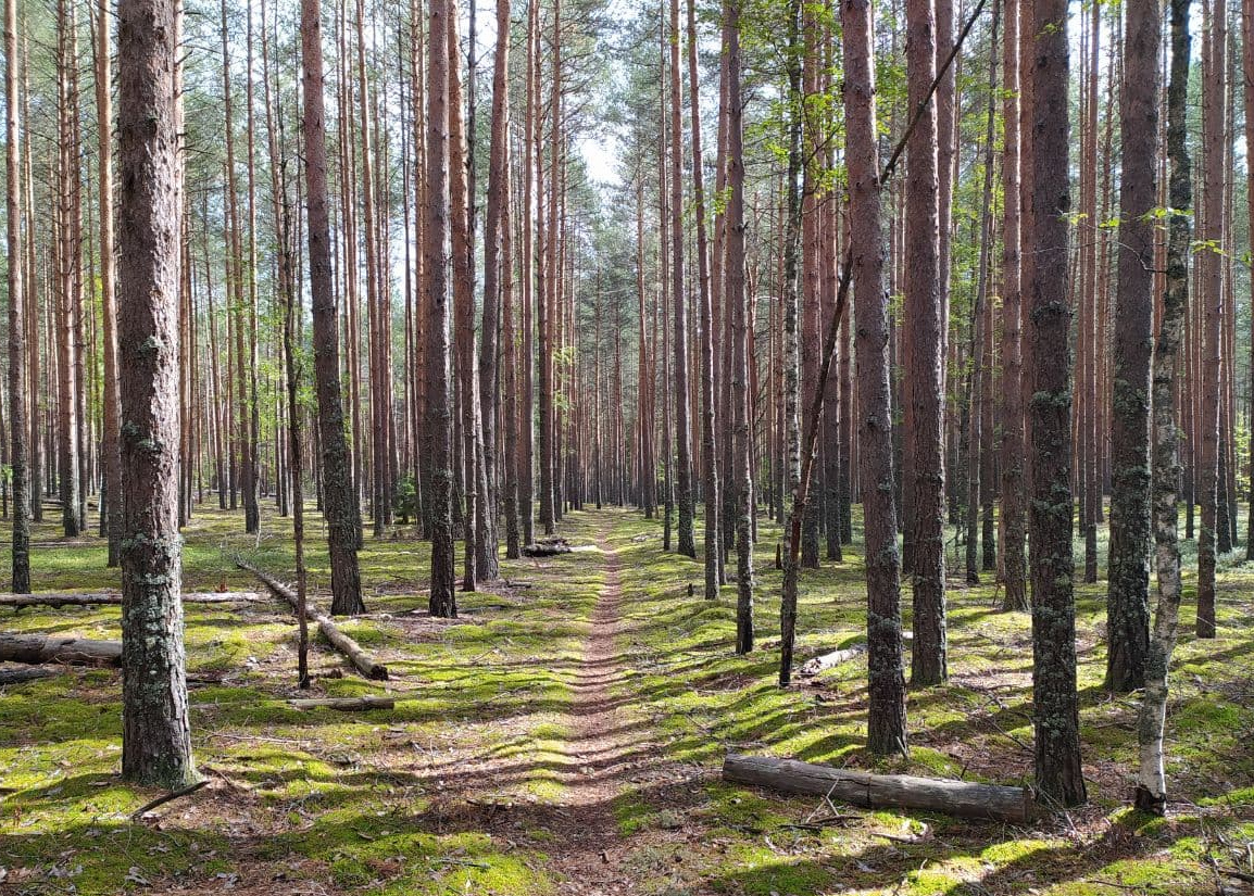 Тропинка в лесу