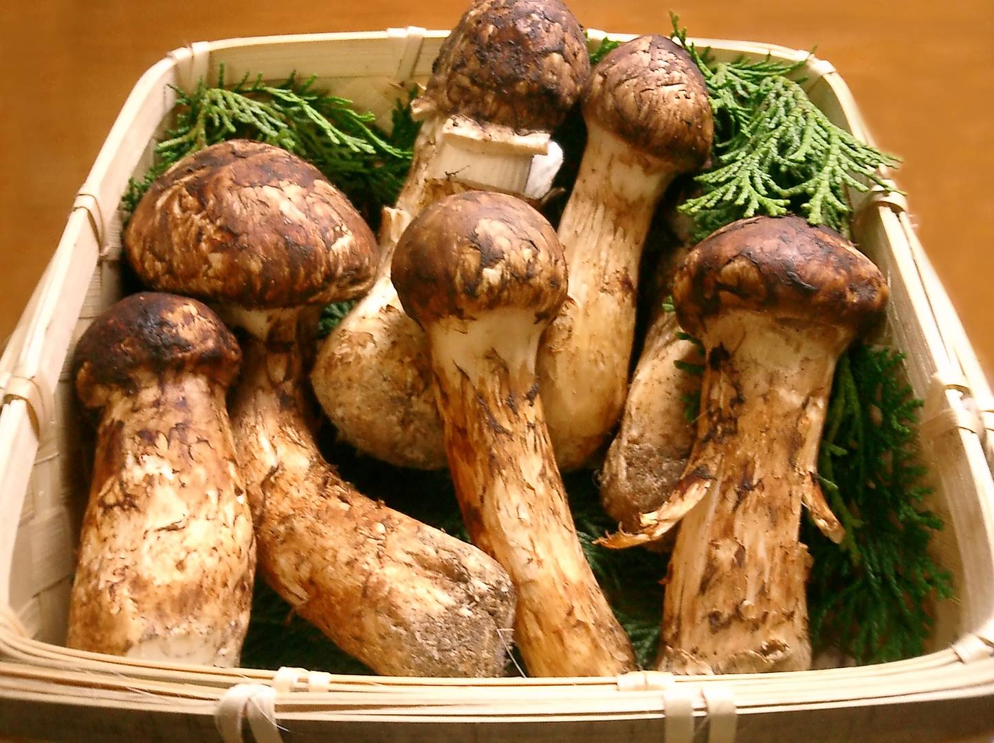 грибы мацутакэ