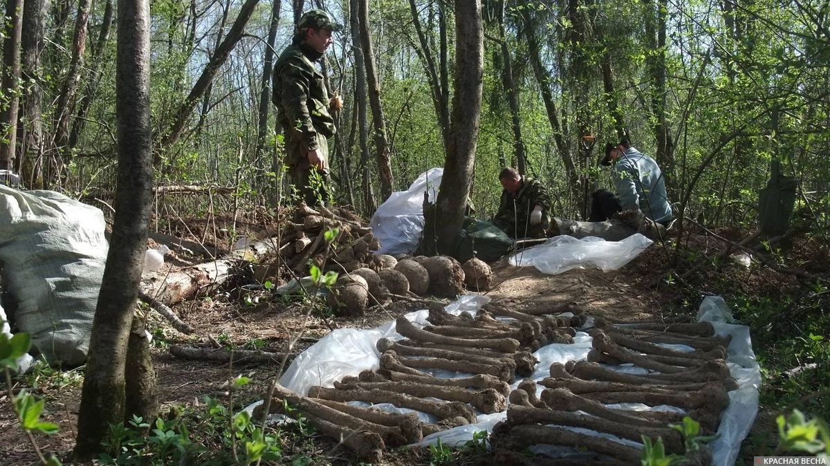 Военный поиск. Подготовка останков к перезахоронению