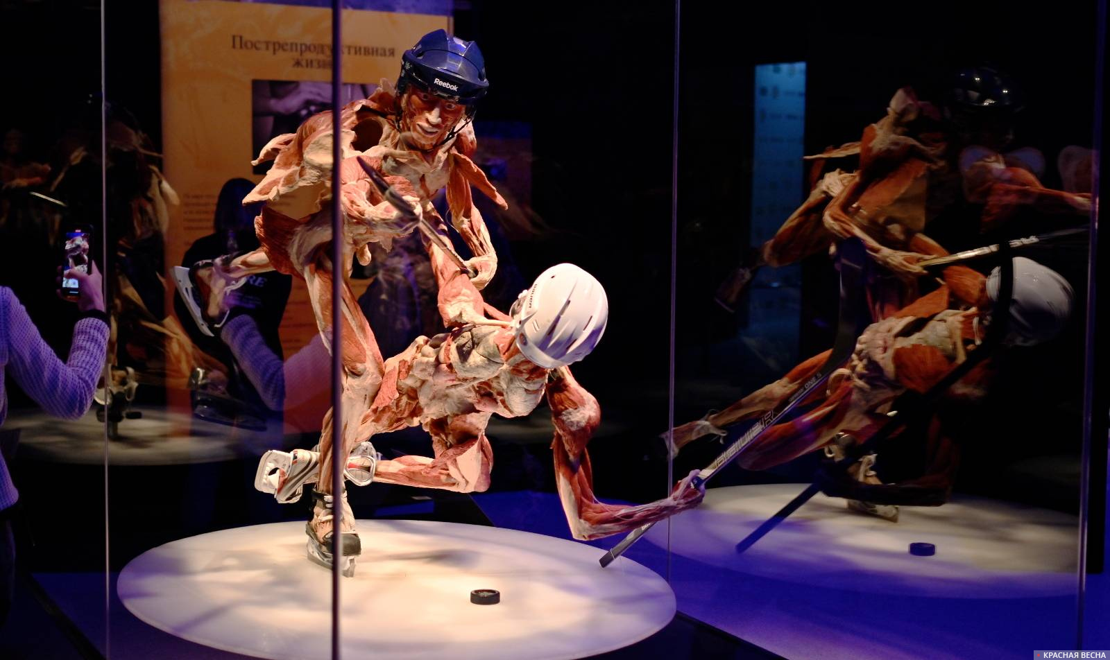 Выставка Body worlds. Мир тела. 